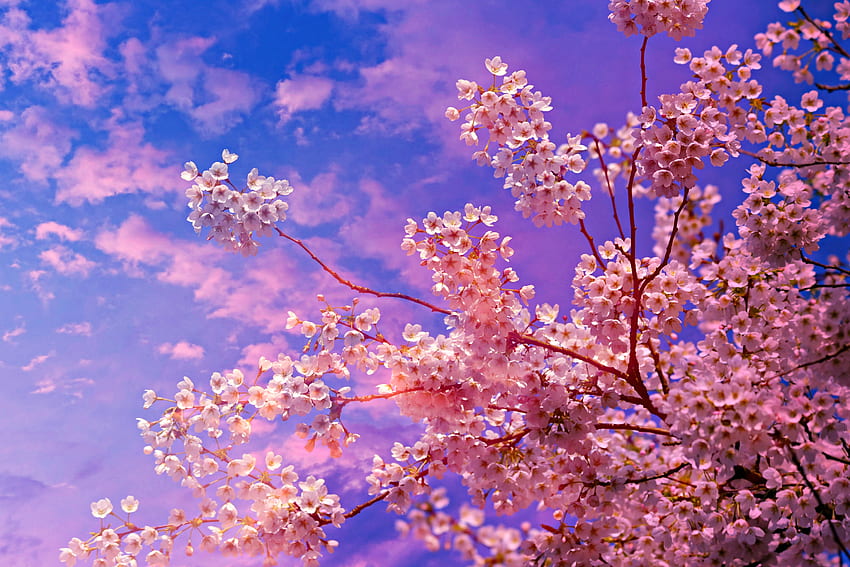 桜の木の背景 - Novocom.top、日本の花の木 高画質の壁紙