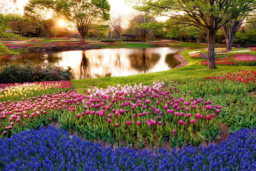 Tulpen, Natur, Blumen, Bäume, Sonne, Balken, Strahlen, Bunt, Park, Aufgang, Sonnenaufgang, Morgen, Japan, Teich, Tokio, Muskari, Muscari HD-Hintergrundbild