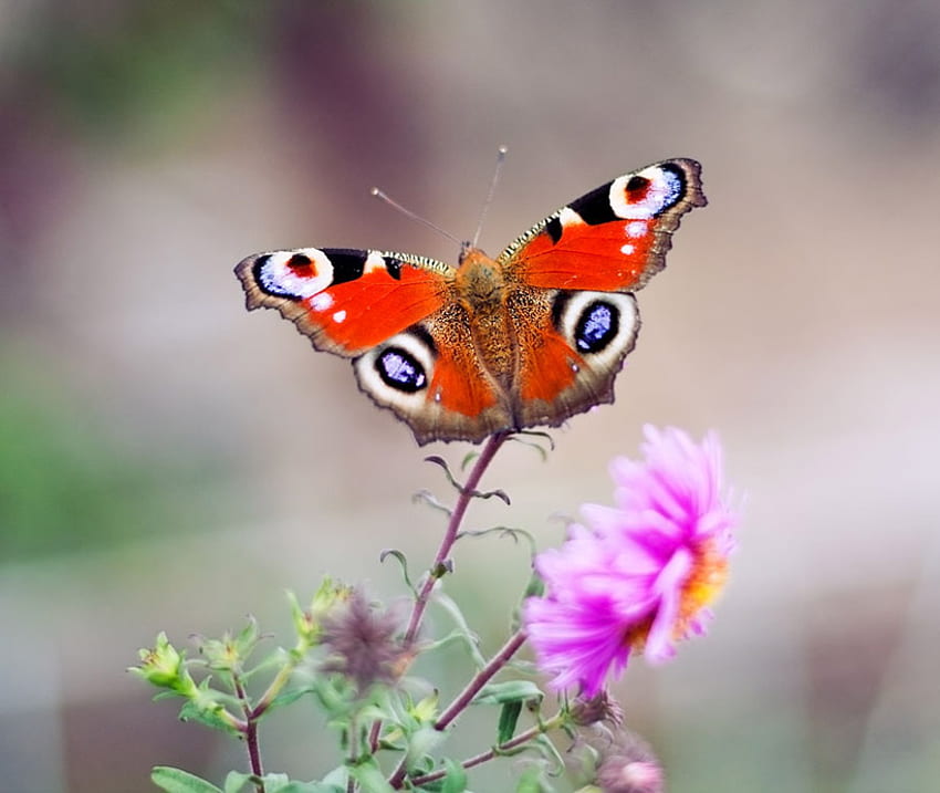 europian peacock, europian, nature, butterfly, flower HD wallpaper