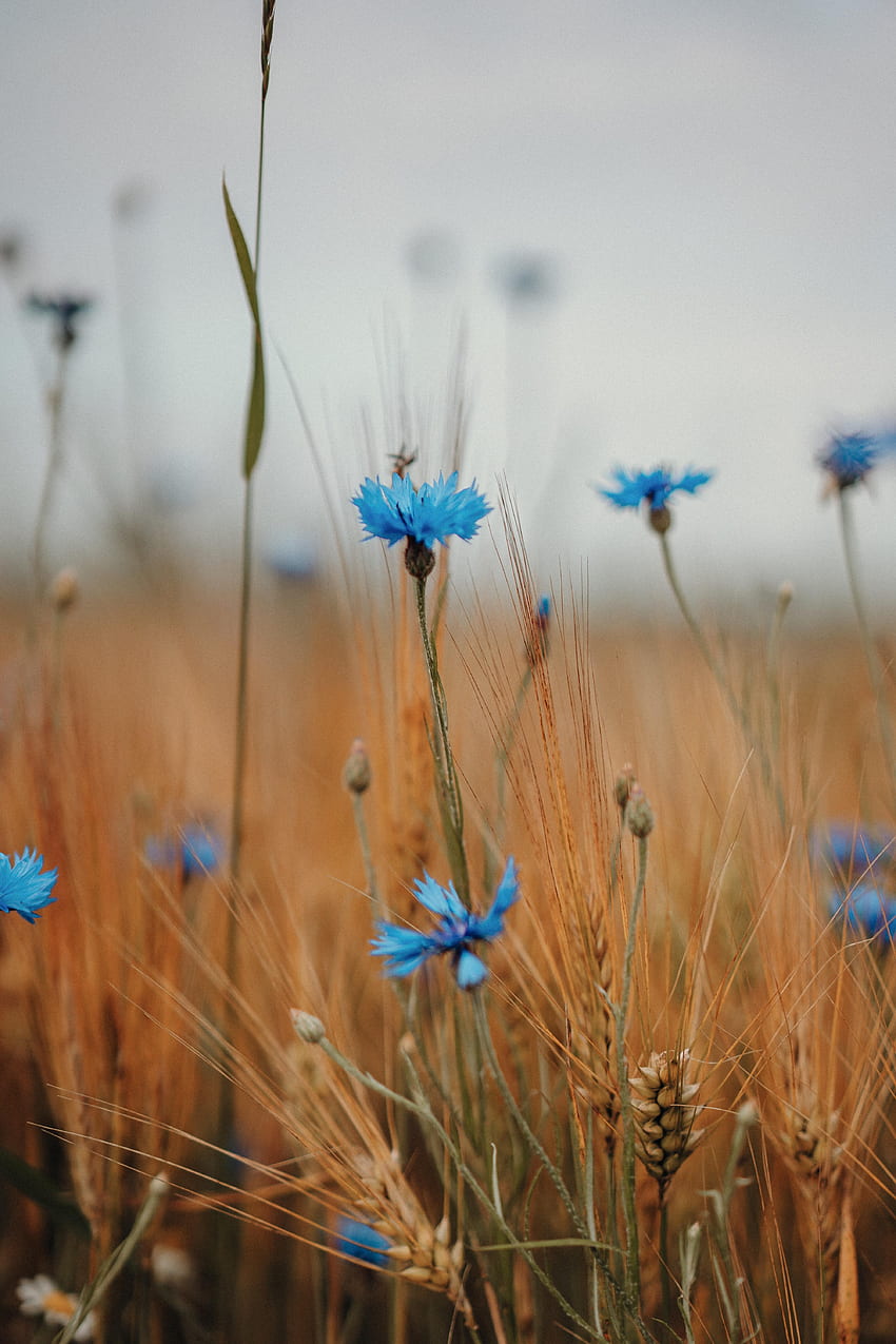 Blumen, Feld, Ähren, Ähren, Wildblumen, Kornblume HD-Handy-Hintergrundbild