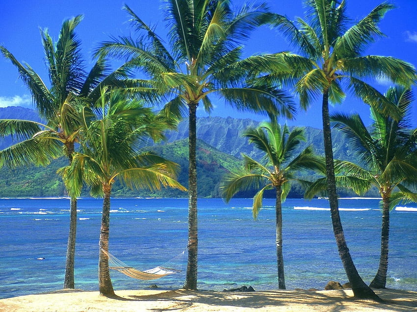 Naturaleza, mar, playa, palmeras, orilla, banco, hamaca fondo de pantalla