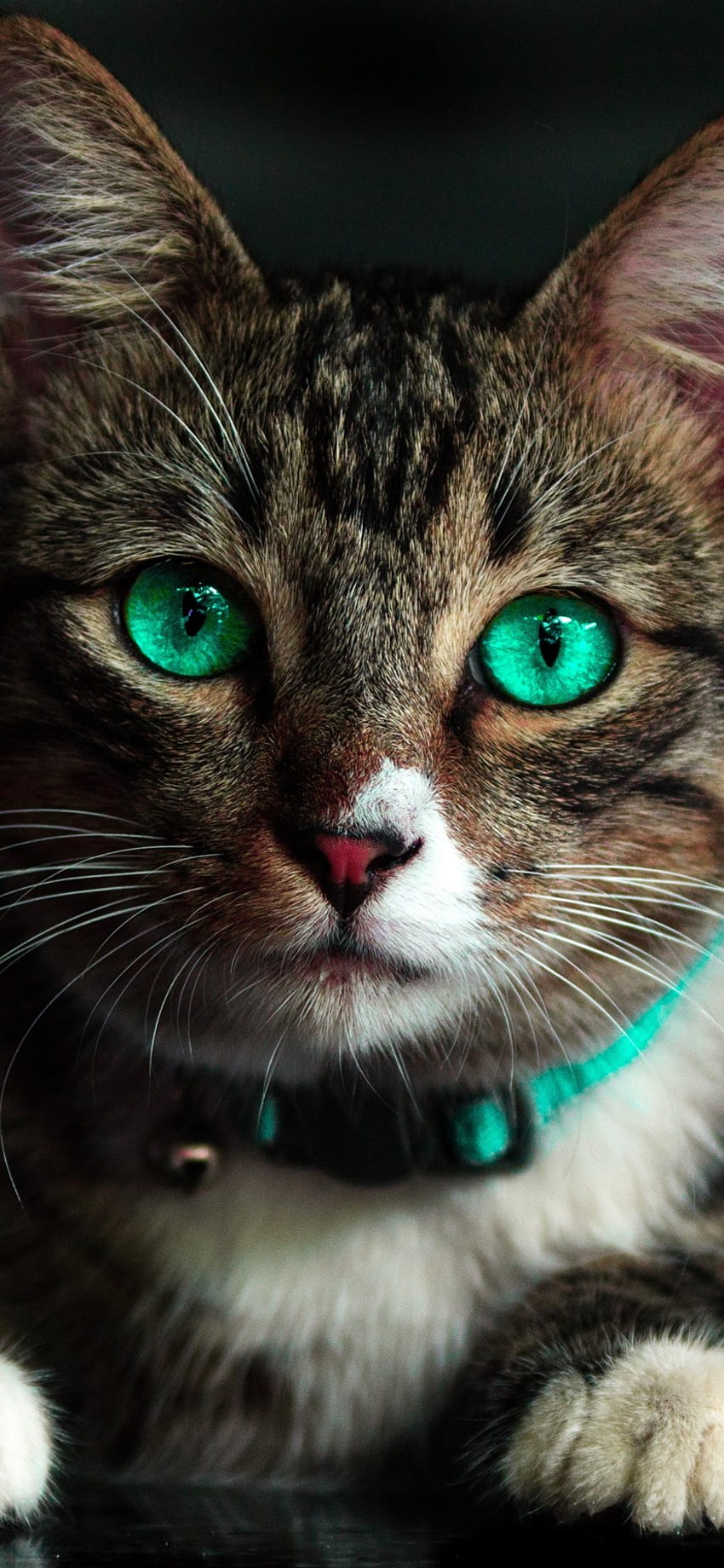 Simpatico gatto ti guarda, viso, occhi verdi U, Kawaii Cat Face Sfondo del telefono HD