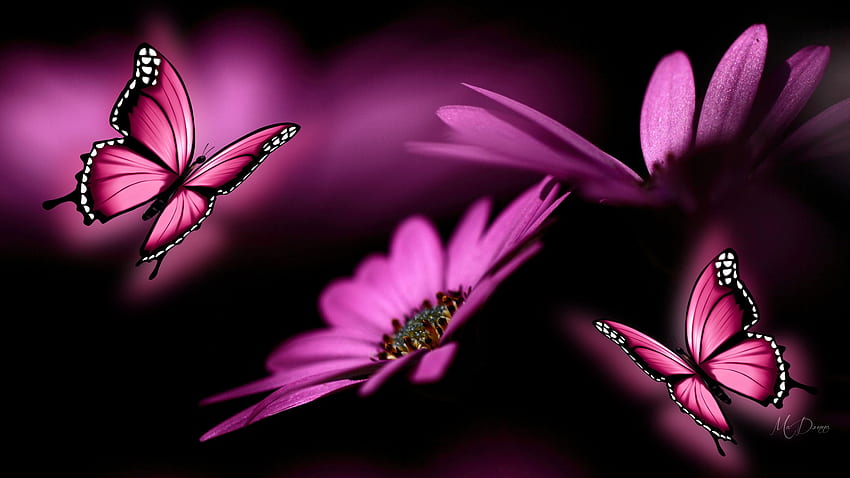Gerbera Glow Butterflies, glow, Firefox Persona theme, daisies, summer, butterflies, gerberas, pink, light, bright HD wallpaper