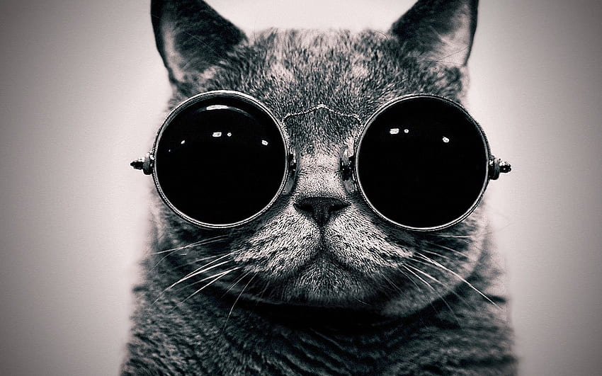 of Hipster Cat Tumblr - HD wallpaper