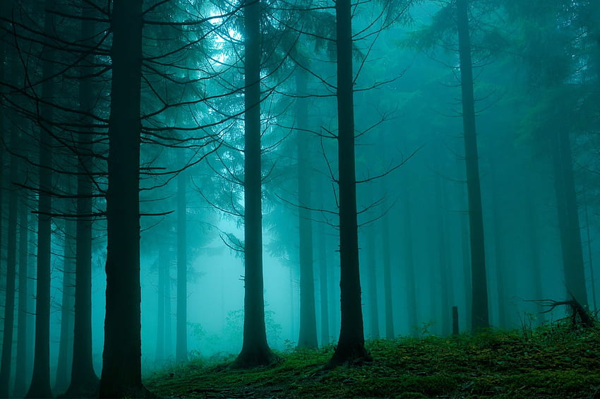 Foggy Dark Forest ., Dark Misty Forest HD wallpaper