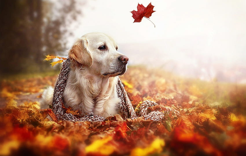 Golden Retriever Fall, Autumn Puppy HD wallpaper