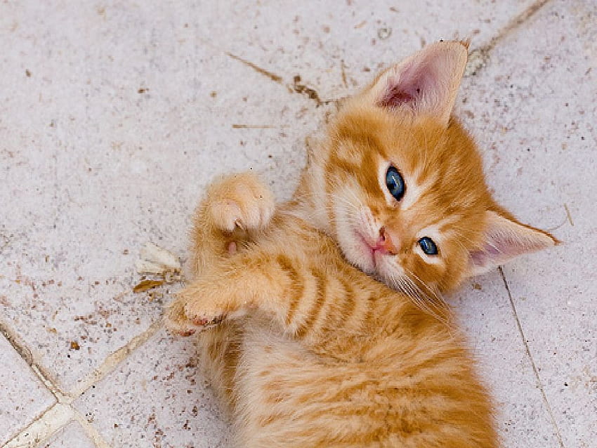 słodki mały kotek, słodki, mały kotek, mały Tapeta HD