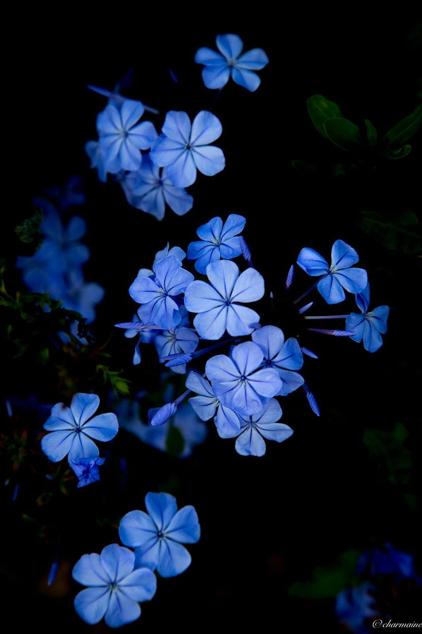 Dark Blue Flower Aesthetic, Black and Blue Flower iPhone HD phone wallpaper