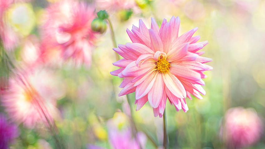 Dahlia Pink Flower In Colorful Blur Bokeh Background Flowers HD wallpaper