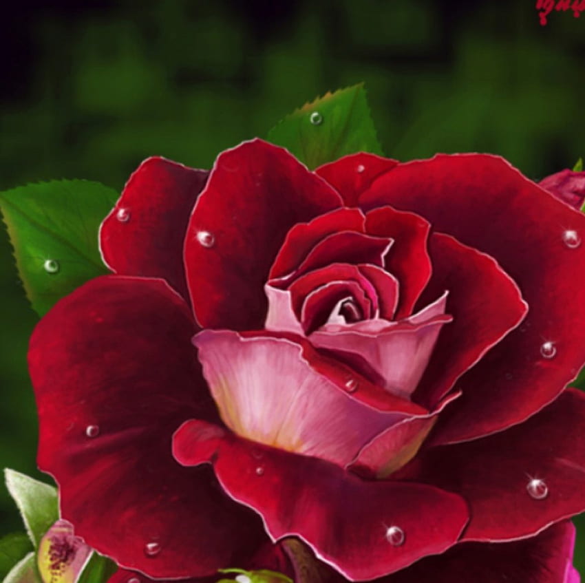 Червена роза, роза, природа, червено, цвете HD тапет
