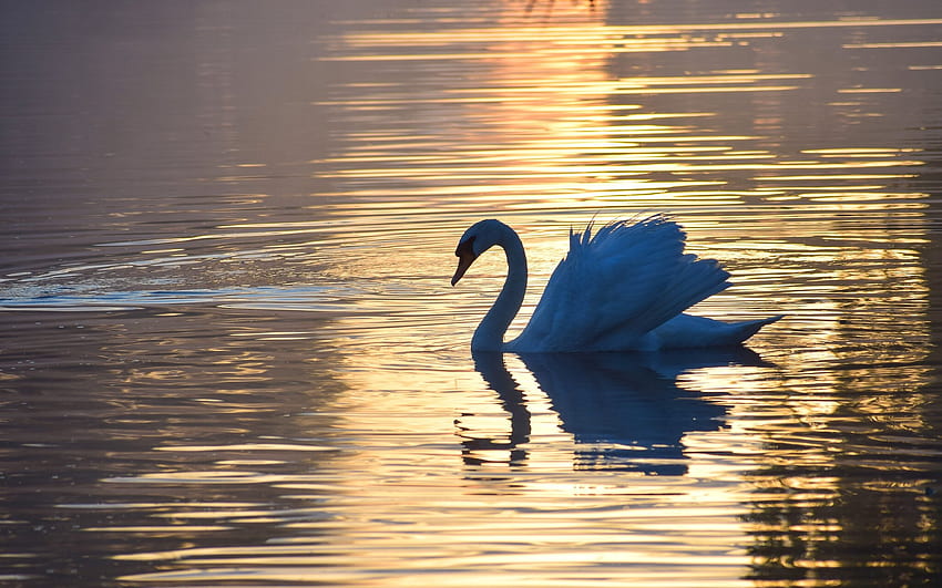 Cisne al atardecer, reflejo, pájaro, cisne, agua, puesta de sol fondo de  pantalla | Pxfuel