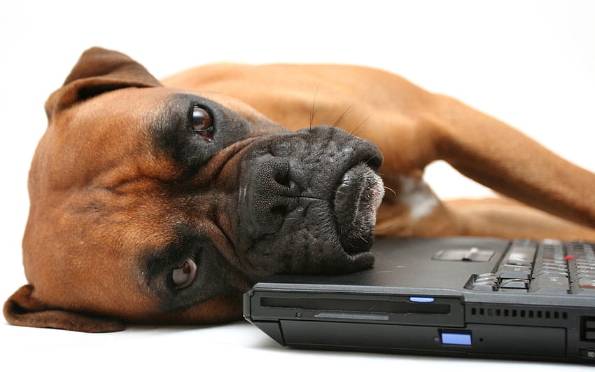 동물, 눕기 위해, 거짓말, 개, 총구, 노트북, 노트북, 복서 HD 월페이퍼