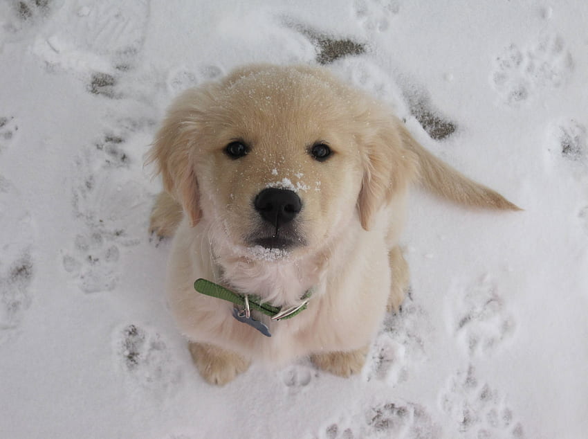 かわいい子犬、犬、甘い、冬、ゴールデン、クッキー、かわいい、寒い、少し、貴重な、子犬、ラブラドール、動物、雪、素敵な、レトリーバー 高画質の壁紙