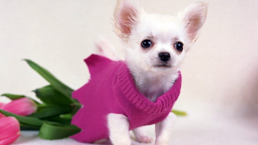Dogs: Cute Pink Dog Doggie Nice Guard HD wallpaper