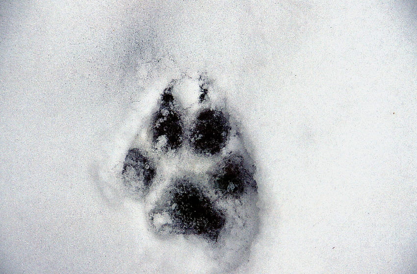 An entry from Chimney Smoke. Wolf paw, Wolf paw print, Paw print tattoo HD wallpaper