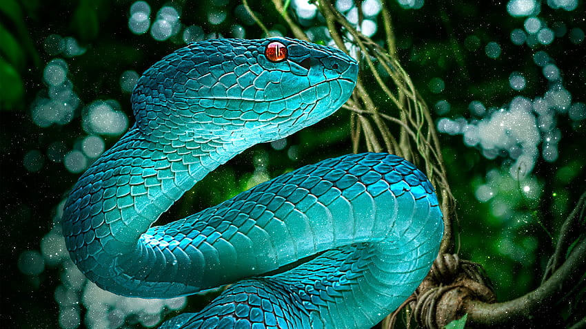 Blue Pit Viper Ultra . Фон, усойница змия HD тапет