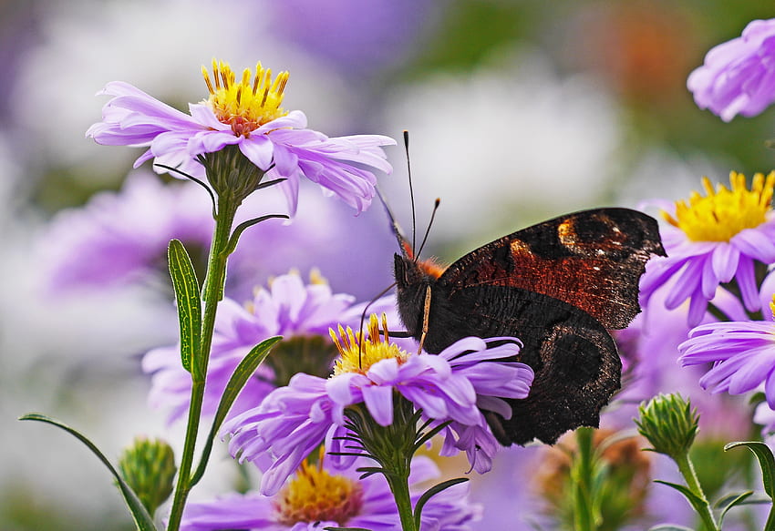 꽃에 나비, 여름, 나비, 예쁜, 꽃, 사랑스러운, 매크로 HD 월페이퍼