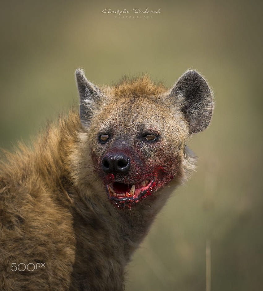 Pomysły na hieny. hiena, dzikie psy, afrykański dziki pies, Baby Hiena Tapeta na telefon HD
