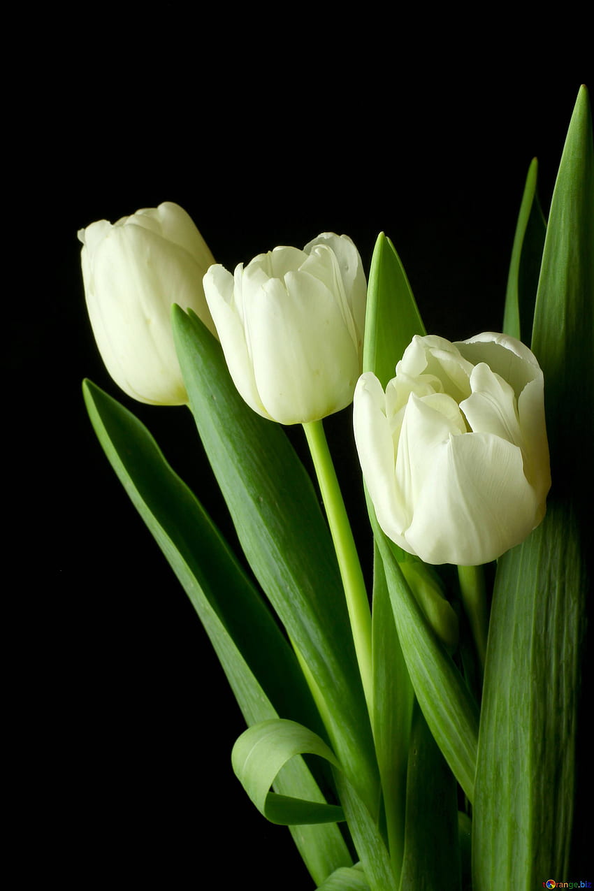 Tulips on a dark background tulips bouquet on a black HD phone wallpaper