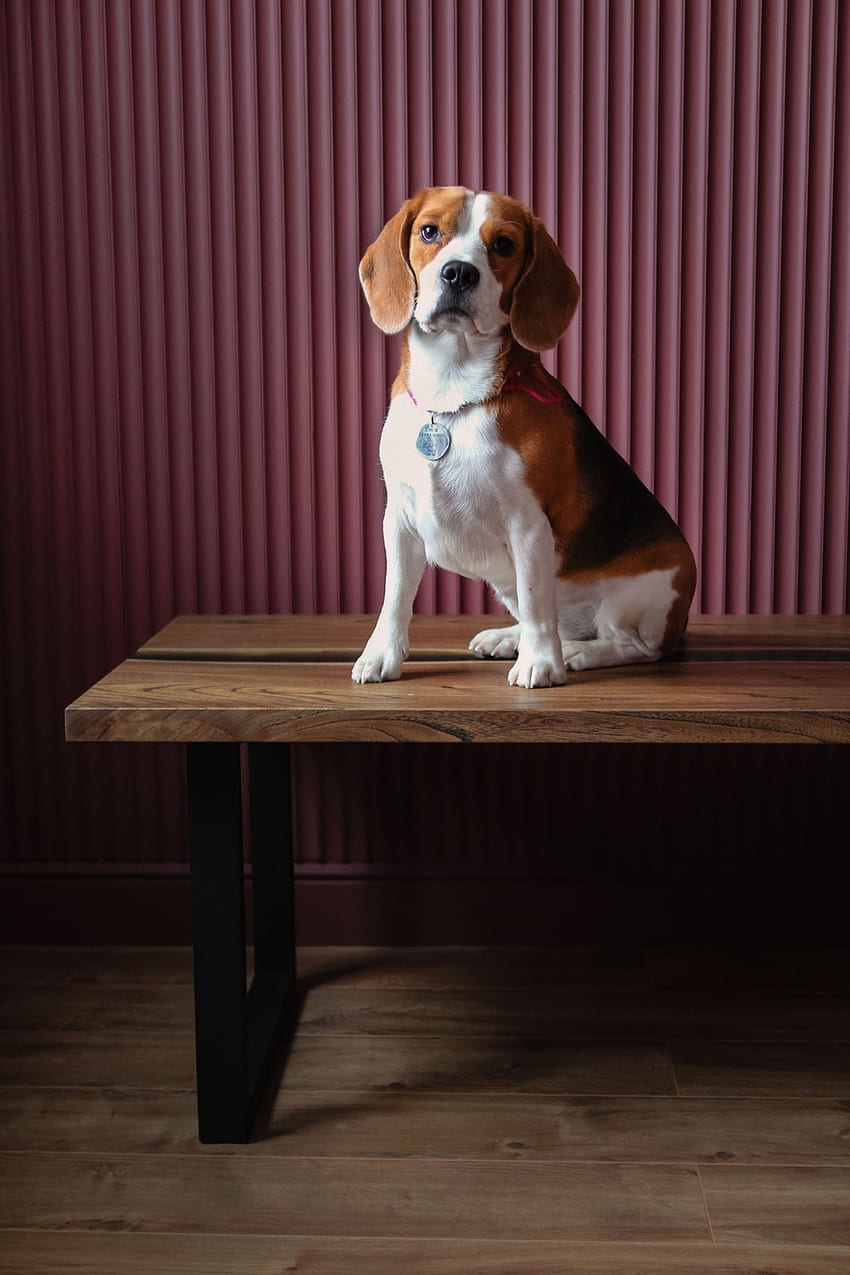 Beagle Dog, Funny Beagle HD phone wallpaper | Pxfuel