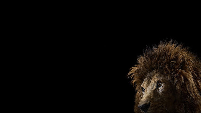 grafía mamíferos gato león simple grandes felinos fondo de pantalla