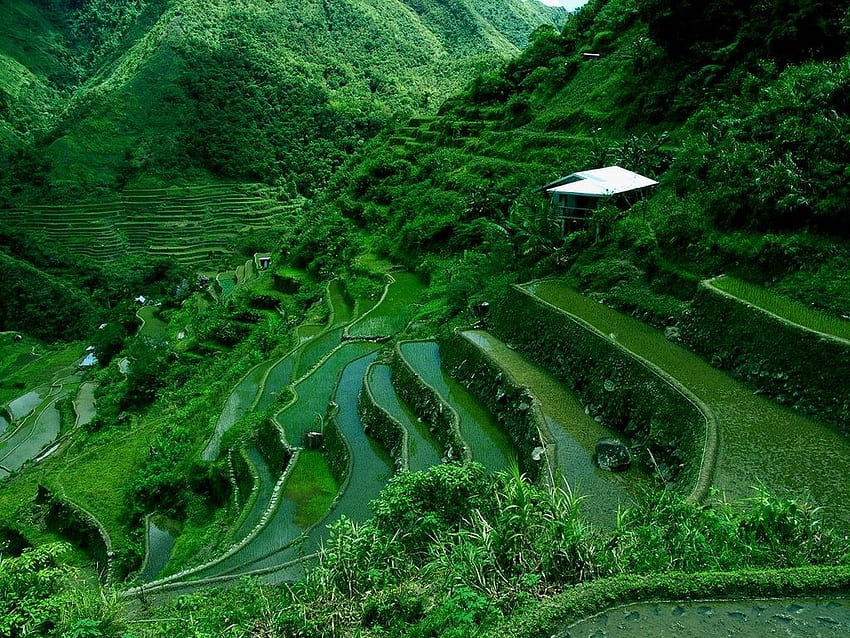 Rice Terraces of the Philippine Cordilleras, Banaue Rice Terraces HD wallpaper