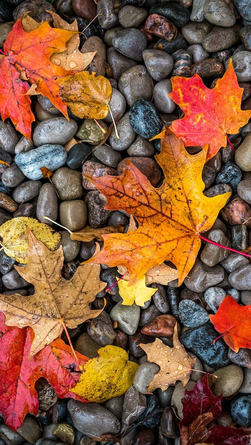 leaves, stones, maple, wet, autumn, Autumn's Orange 5 HD phone wallpaper