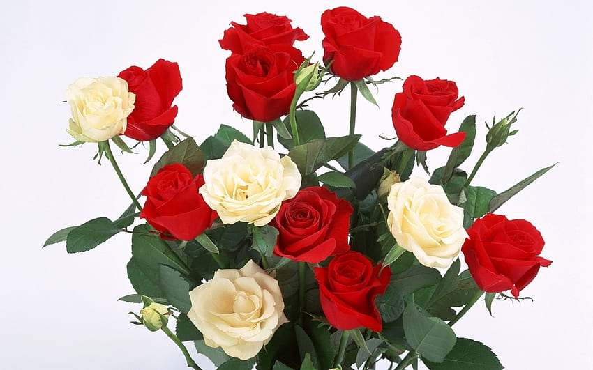 Pflanzen, Blumen, Rosen, Postkarten, 8. März, Internationaler Frauentag (Iwd) HD-Hintergrundbild