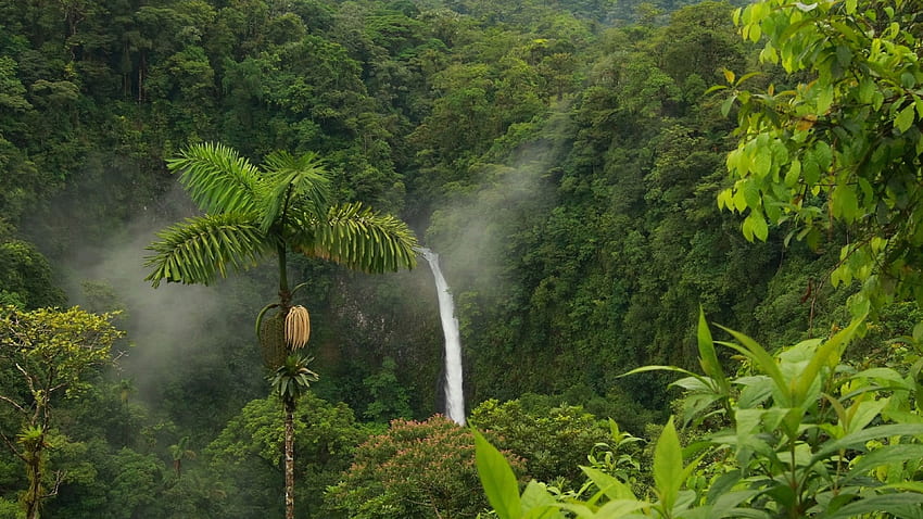 Dschungelhintergrund voll, Naturdschungel HD-Hintergrundbild