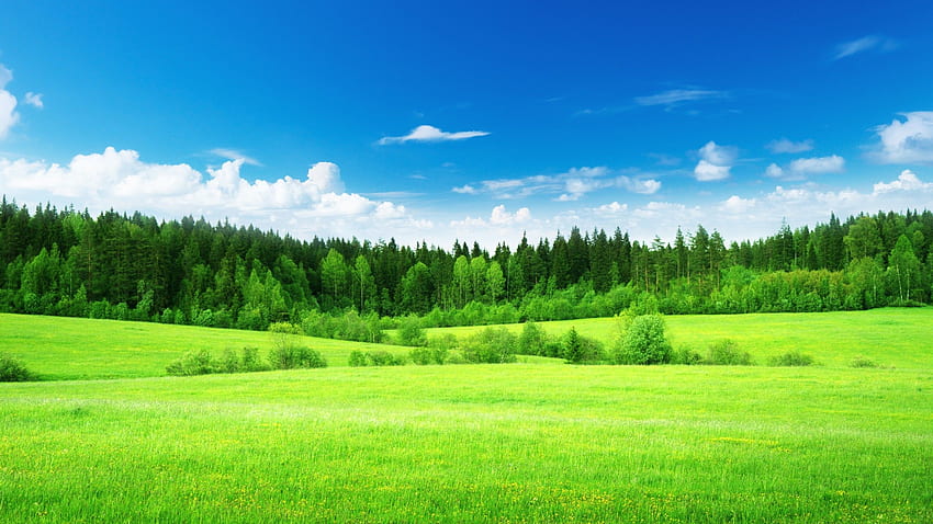 緑の草、うっそうとした森、青い空、自然。 iPhone、Android、モバイル、 高画質の壁紙