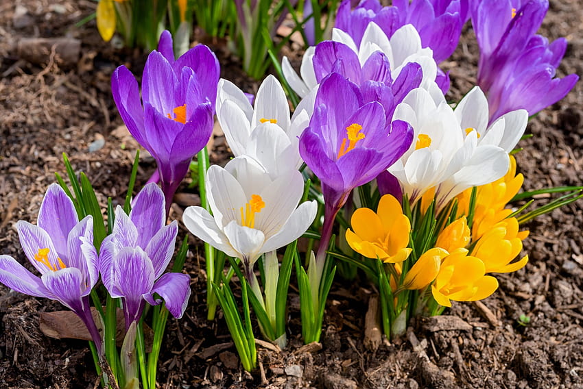 Colorful crocuses, colorful, freshness, beautiful, grass, scent, crocuses, spring, fragrance, flowers HD wallpaper