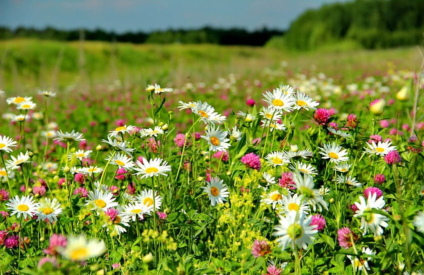 fiori selvatici, colorato, primavera, bello, delicato, verde, prato, bello, erba, estate, tappeto, carino, campo, freschezza, cielo, profumo, fiori, bello Sfondo HD