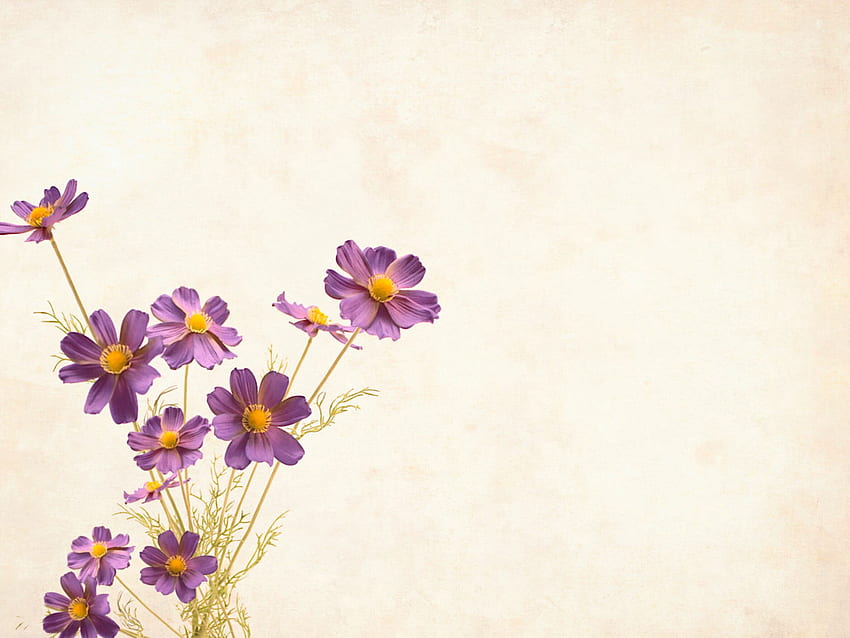 Flor, fundo com copyspace, floral, borda, moldura de jardim • For You For & Mobile, Cute Aesthetic Flower papel de parede HD