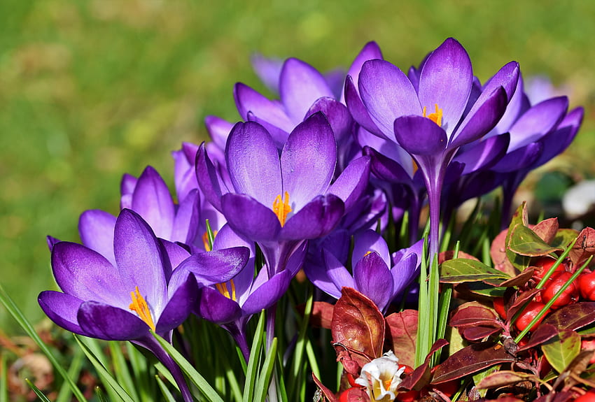 Frühlingskrokusse, schön, Blumen, Krokusse, Frühling, Gras HD-Hintergrundbild