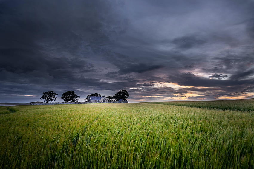 Wheat farm, green landscape, nature HD wallpaper
