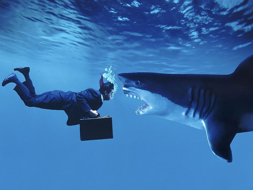 : adam ve köpekbalığı, iş dünyası, İşadamları, Komik Köpek Balığı HD duvar kağıdı