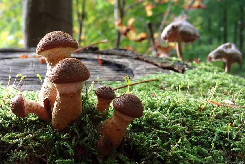 Magic Mushrooms , magic, mushrooms, 2013, best, trees, , autumn, nature, home screen, forest HD wallpaper