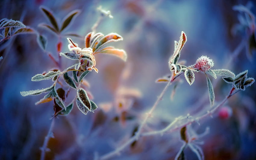 พื้นหลัง ใบไม้ พืช มาโคร เบอร์รี่ น้ำแข็ง น้ำค้างแข็งขาว วอลล์เปเปอร์ HD