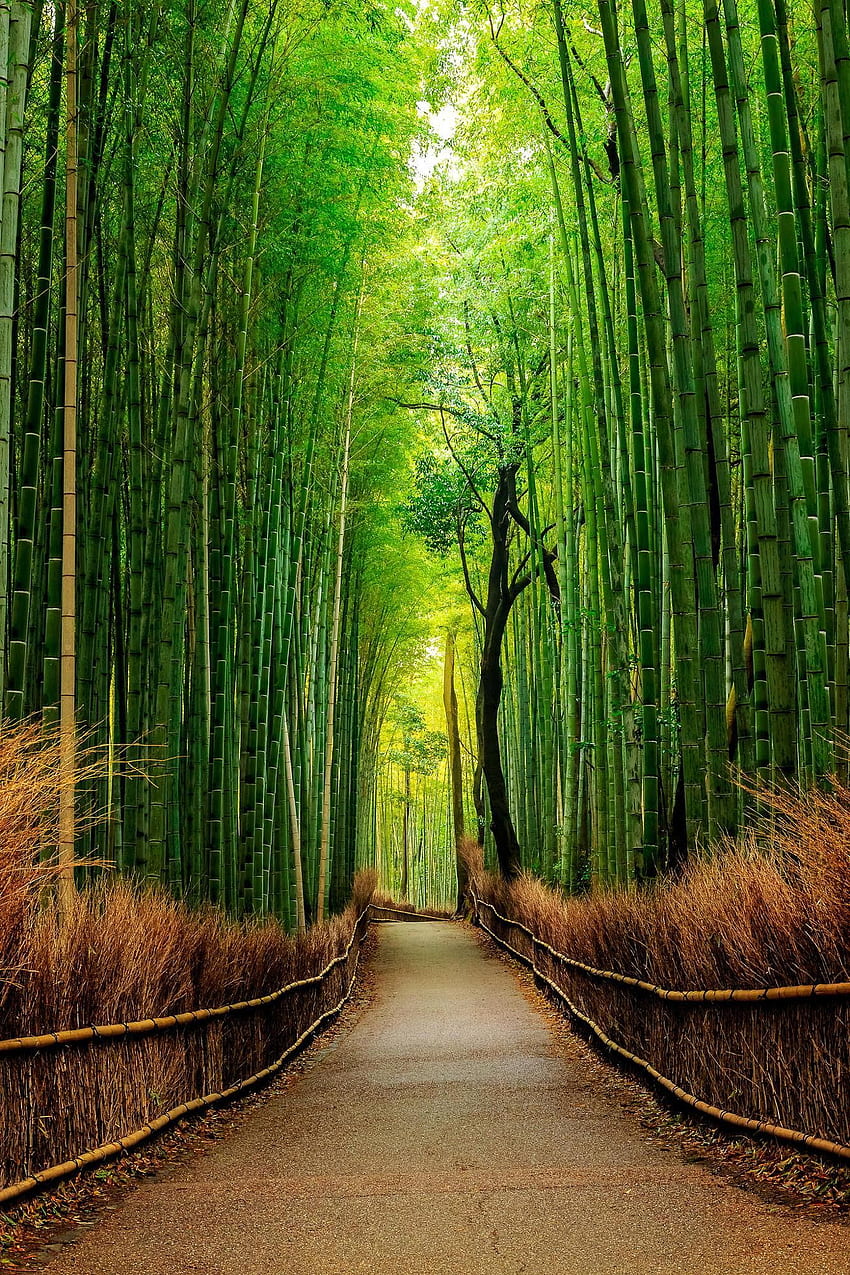 Bamboo forest trails, green scenery HD phone wallpaper