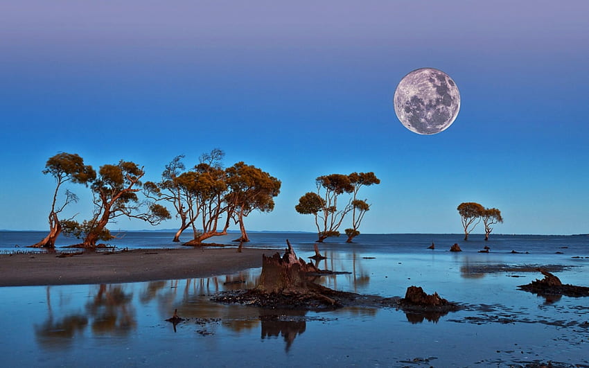 moon landscape in namibia africa, full, moon, trees, lake, evening HD wallpaper