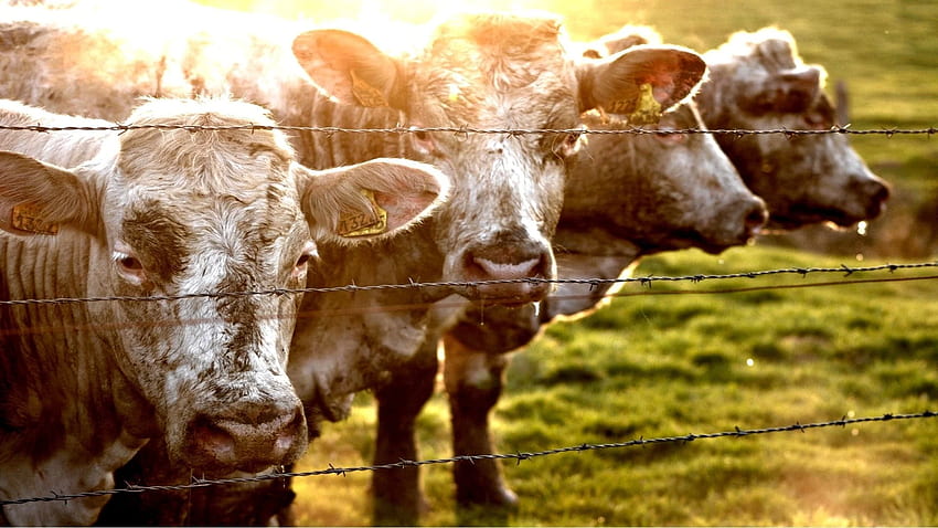 Vẻ đẹp hoang dã và quyến rũ của bò Highland Cattle sẽ được thể hiện rõ nét trên wallpaper Cow HD chất lượng cao. Tải hình nền này về máy tính của bạn để trải nghiệm một không gian làm việc mới lạ và độc đáo.