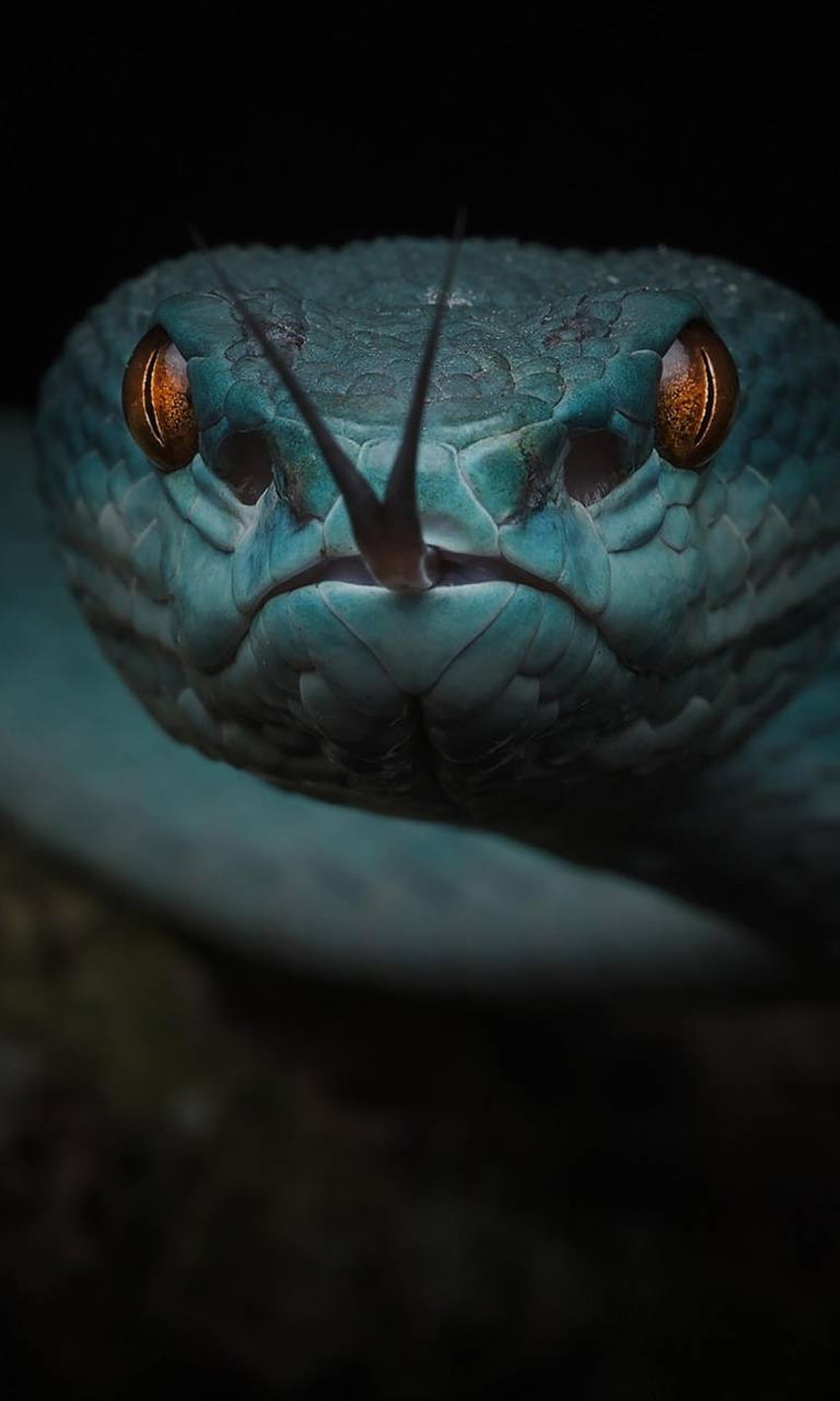 Viper Snake, Viper Snake iPhone HD phone wallpaper