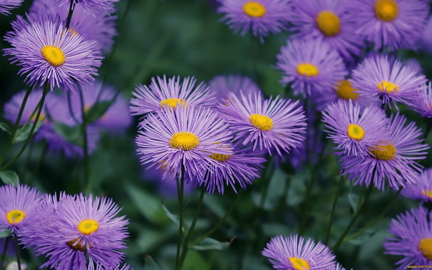 แอสเตอร์ สีม่วง ธรรมชาติ ดอกไม้ วอลล์เปเปอร์ HD