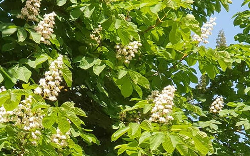 Kasztan, kwiaty, kwitnienie, Łotwa, drzewo Tapeta HD