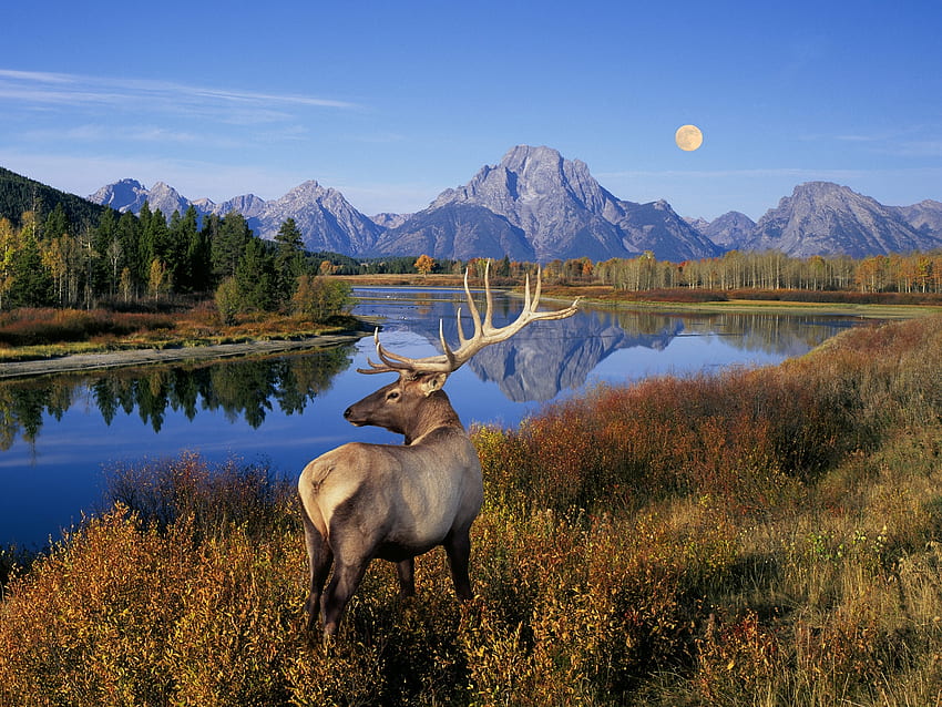 Grand Tetons, Fluss, Landschaft, Herbst, Schlangenfluss, Berge, USA, Wyoming HD-Hintergrundbild