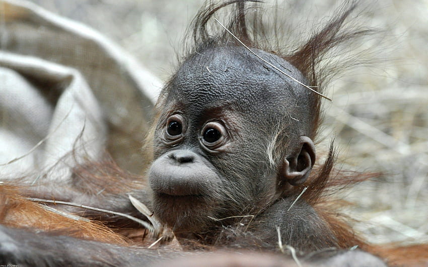 Macaco engraçado e fofo Papel de parede de celular HD