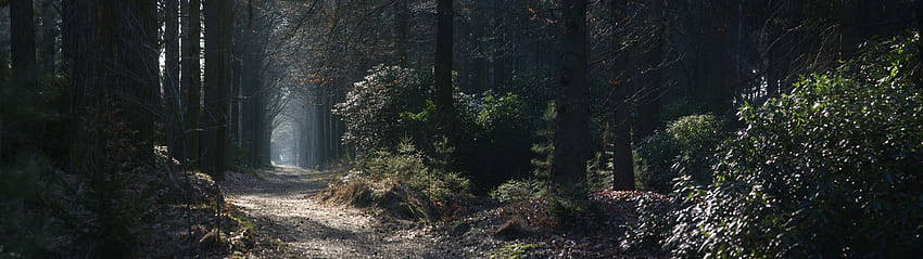 Brouillard, Forêt, Chemin, 7680x2160 Fond d'écran HD