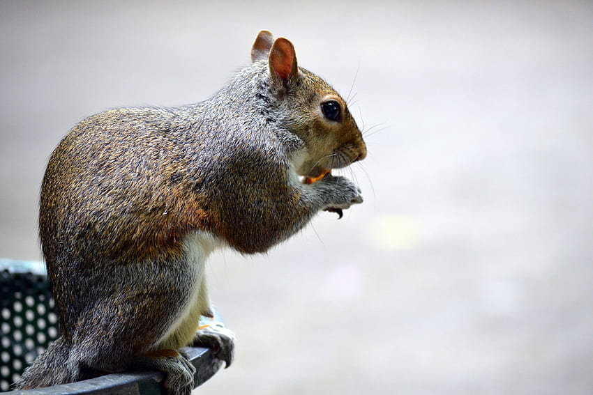 Animals, Squirrel, Food, Sit HD wallpaper