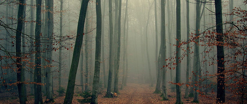 wood, trees, fog, foliage, autumn, cool dual wide background HD wallpaper