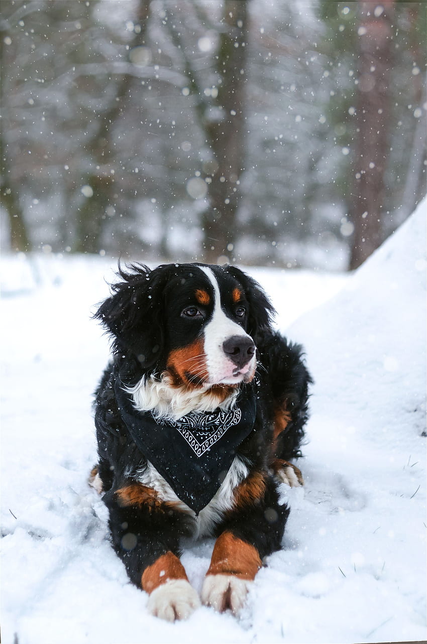 Animals, Snow, Dog, Bernese Mountain Dog, Berne Zennenhund, Snowfall HD phone wallpaper
